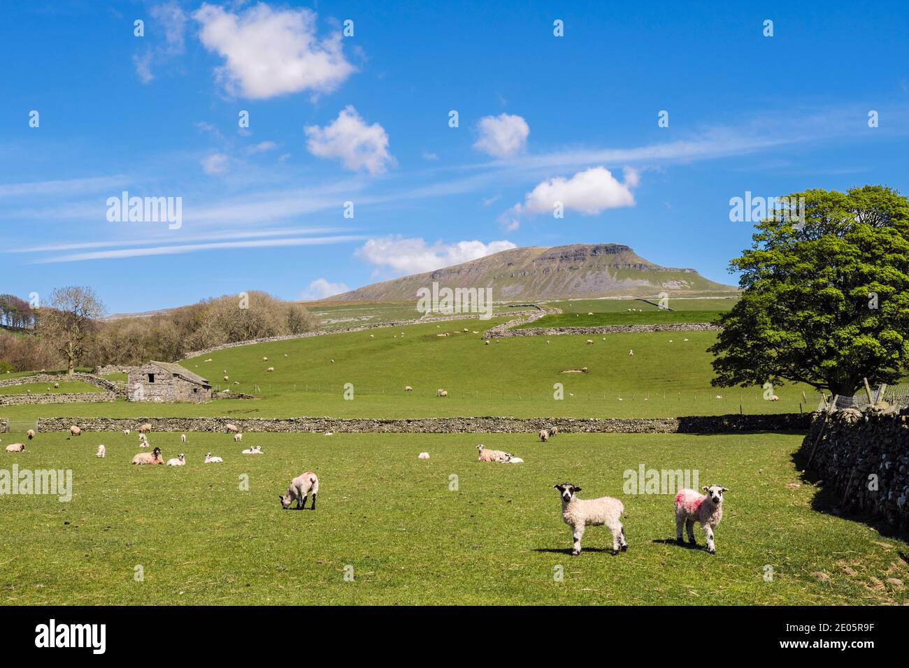 Pennine country scene below Pen-y-ghent with sheep and lambs grazing. Horton-in-Ribblesdale Yorkshire Dales National Park North Yorkshire England UK Stock Photo