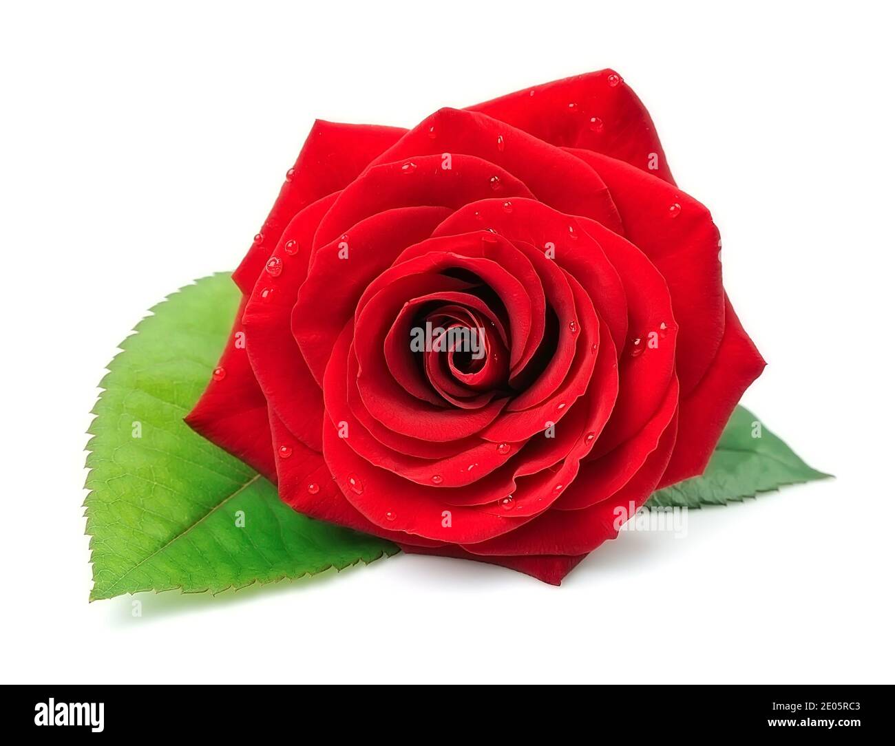 Red rose flowers isolated on white background Stock Photo - Alamy