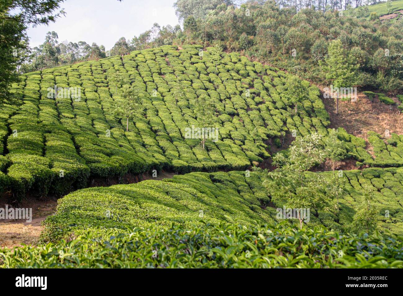 Tea Plantation Fields in Munnar, India Stock Photo Alamy