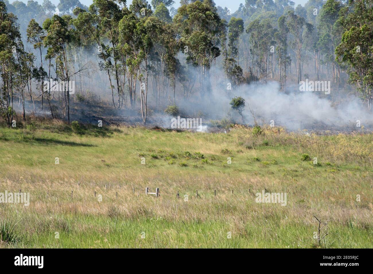 Wildfire trees animal hi-res stock photography and images - Alamy