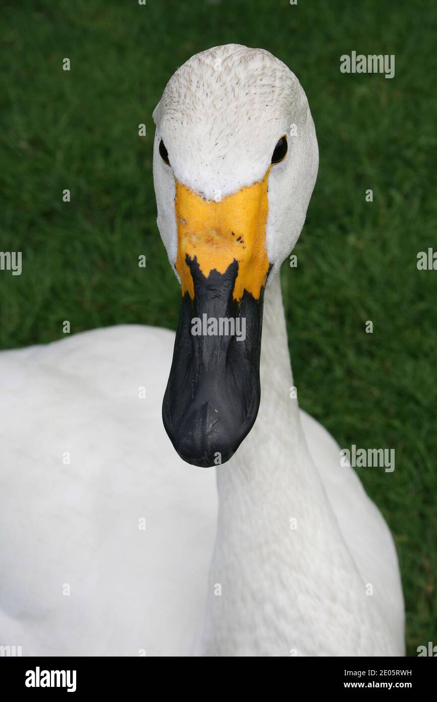 Whooper Swan (Cygnus cygnus) showing bill pattern Stock Photo