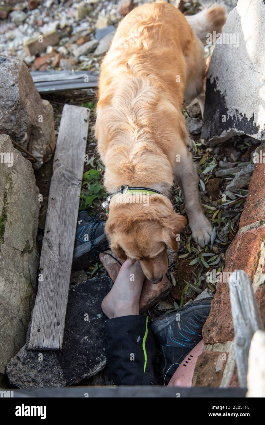 Dog looking for injured people in ruins after earthquake. Stock Photo