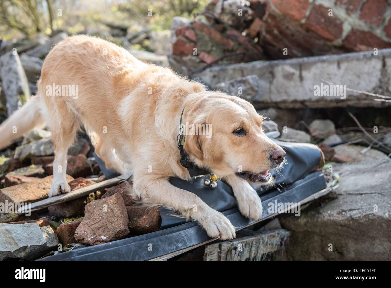 Dog looking for injured people in ruins after earthquake. Stock Photo