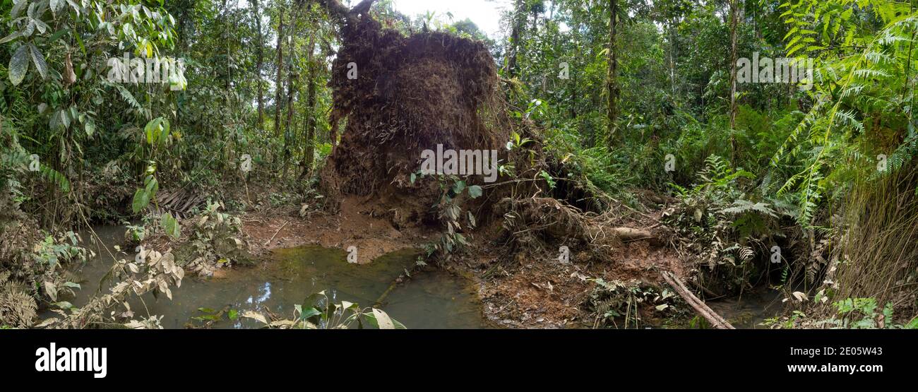 Panoramic shot of a pool created under the roots of a fallen tree ...