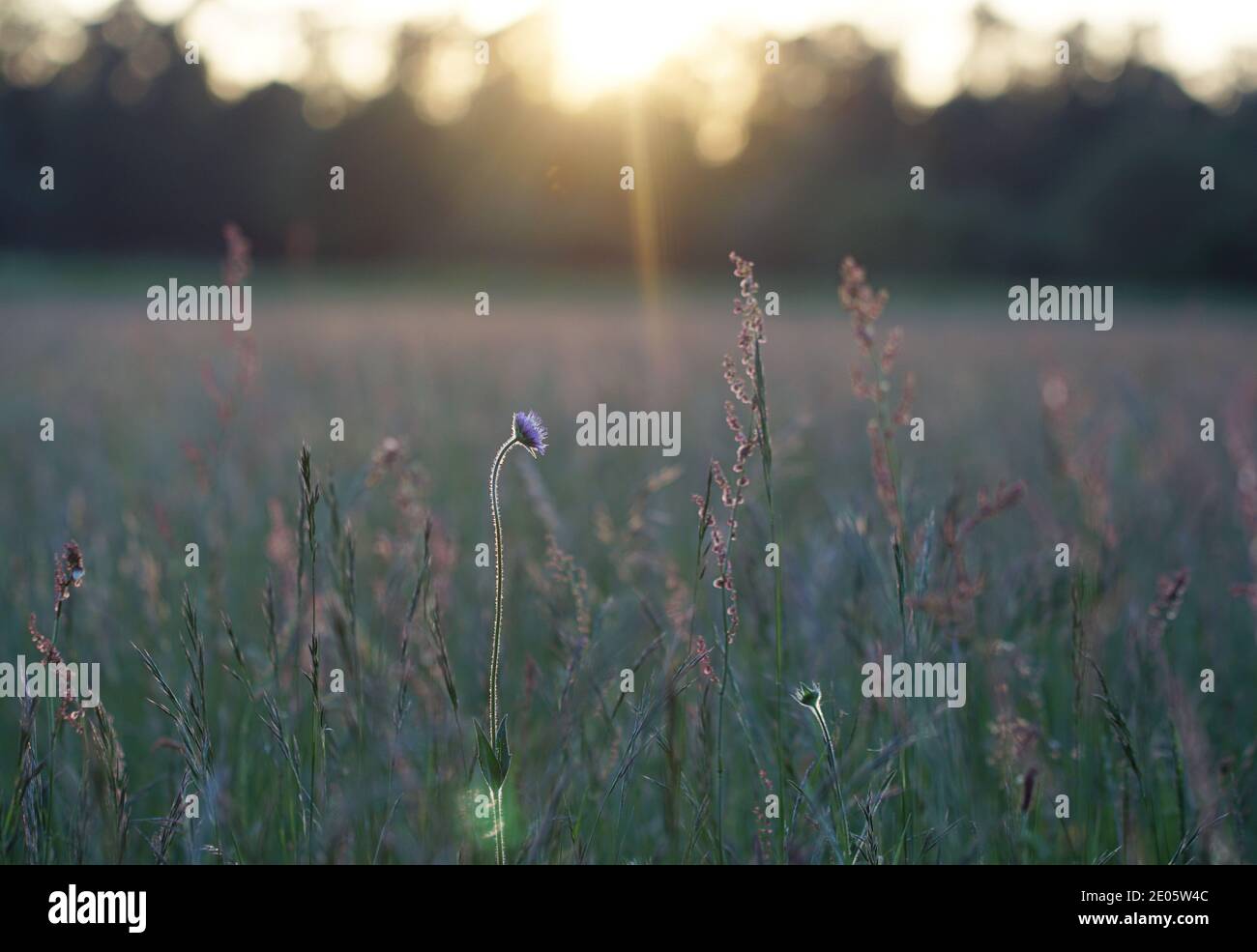 Cornflower blossom on meadow in the evening during sunset Stock Photo
