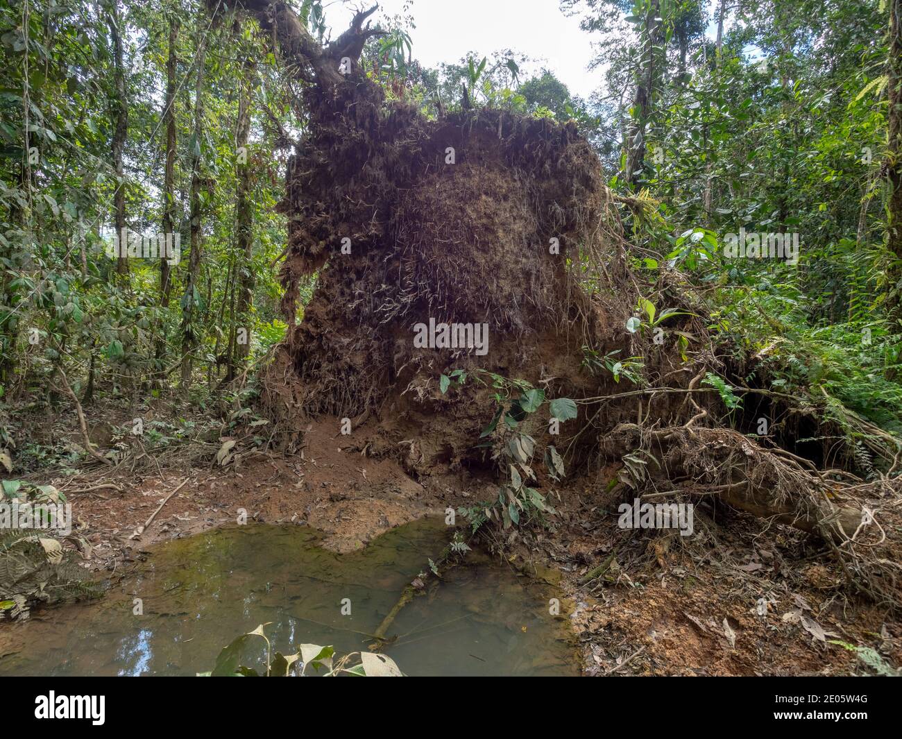 A pool created under the roots of a fallen tree. Lowland tropical ...
