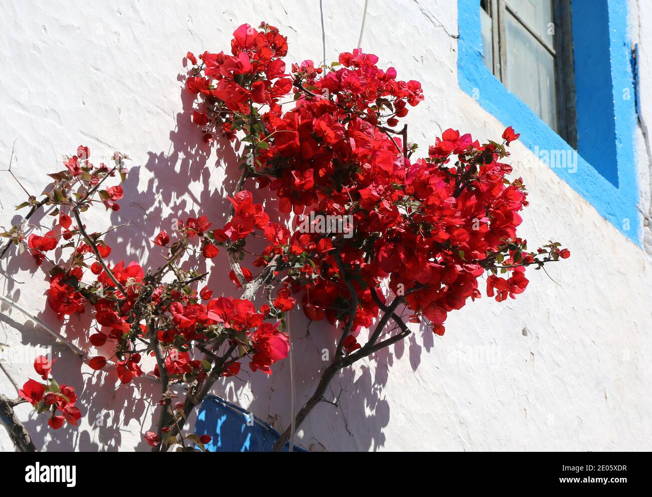 Hoa Giấy Đỏ (Red Bougainvillea flowers): Hãy ngắm nhìn những bông hoa giấy đỏ rực rỡ làm say đắm lòng người với sự nóng bỏng và năng động. Loài hoa giấy này không chỉ là một điểm nhấn nổi bật trong không gian của bạn mà còn mang đến cảm giác vui tươi và nhiệt huyết.