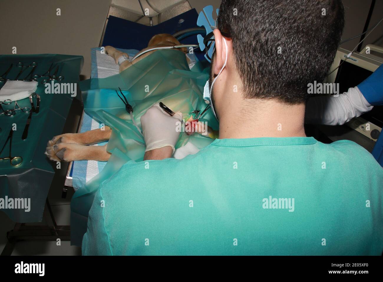 A Veterinary Surgeon removes a tumor from under the tail of a Labrador