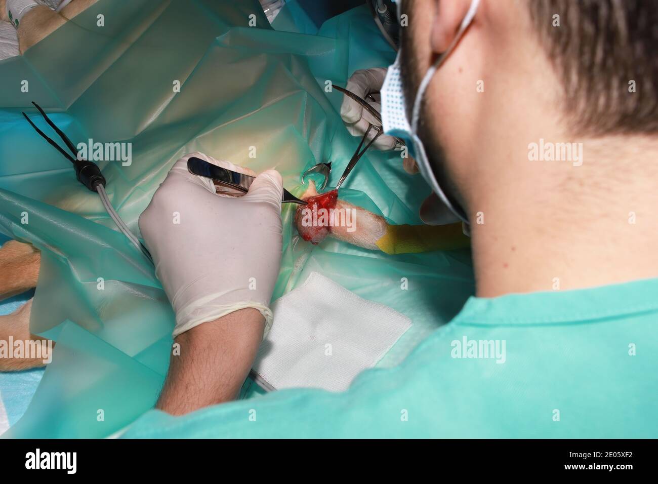 A Veterinary Surgeon removes a tumor from under the tail of a Labrador