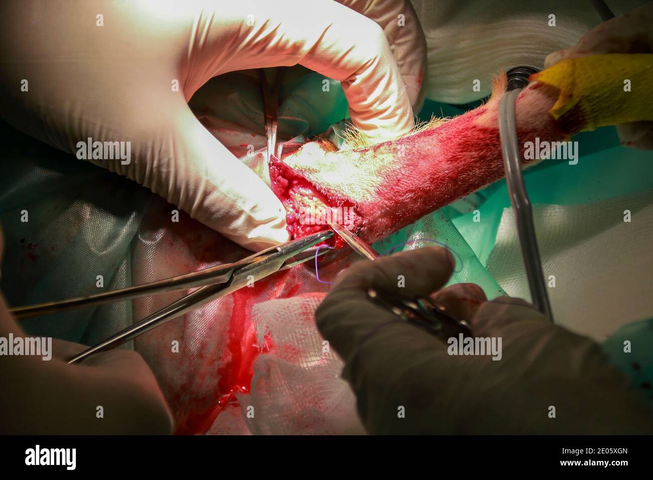 A Veterinary Surgeon removes a tumor from under the tail of a Labrador Retiever puppy Stock Photo