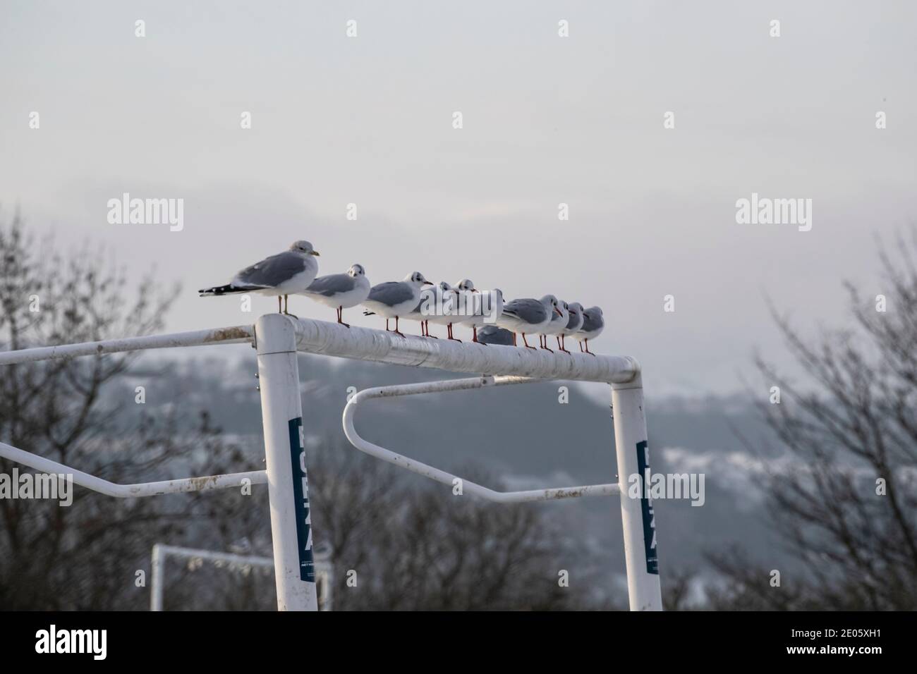 A regimented line of Black headed Gulls Chroicocephalus ridibundus on top of a football goalpost on a frosty winters day with snow on the ground Stock Photo