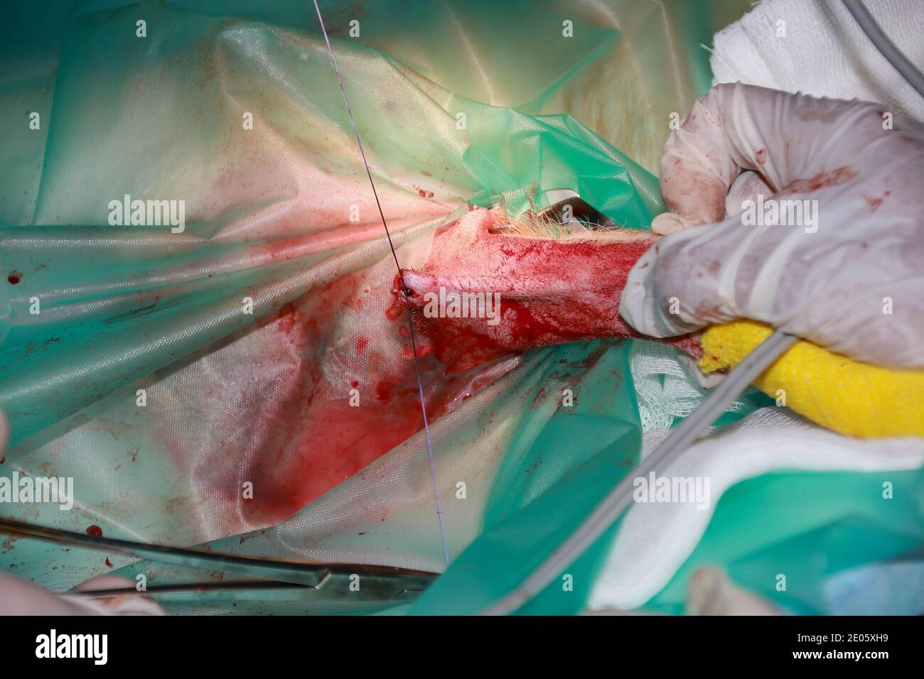 A Veterinary Surgeon uses surgical suture materials to close a wound after removing a tumor from a domestic Labrador puppy Stock Photo