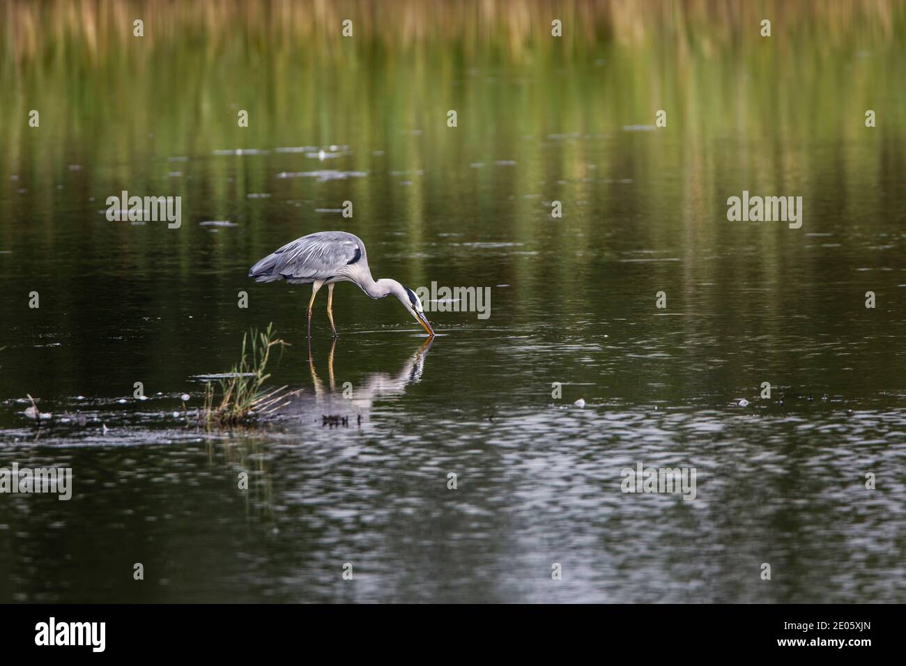 Single Grey Heron Ardea cinerea in profile feeding in a shallow lake with reeds in the background Stock Photo