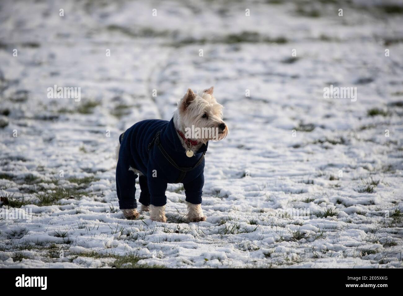 West Highland White Terrier dog wearing a winter jacket on a snowy