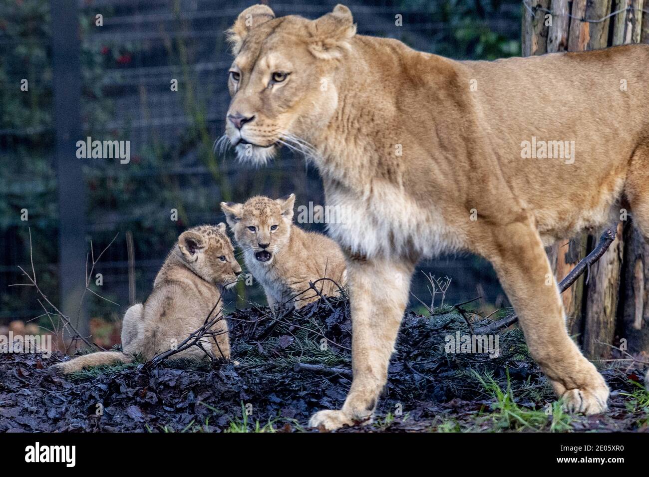 Two Lion Cubs In Dierenpark Amersfoort The Netherlands On 30 December The Young Were Born A Few Weeks Ago But Are Now More Often Outside Due To The Coronameasures The Park Two Lion Cubs In Dierenpark Amersfoort The Netherlands On 30 December The Young Were Born A Few Weeks Ago But Are Now More Often Outside Due To The Coronameasures The Park