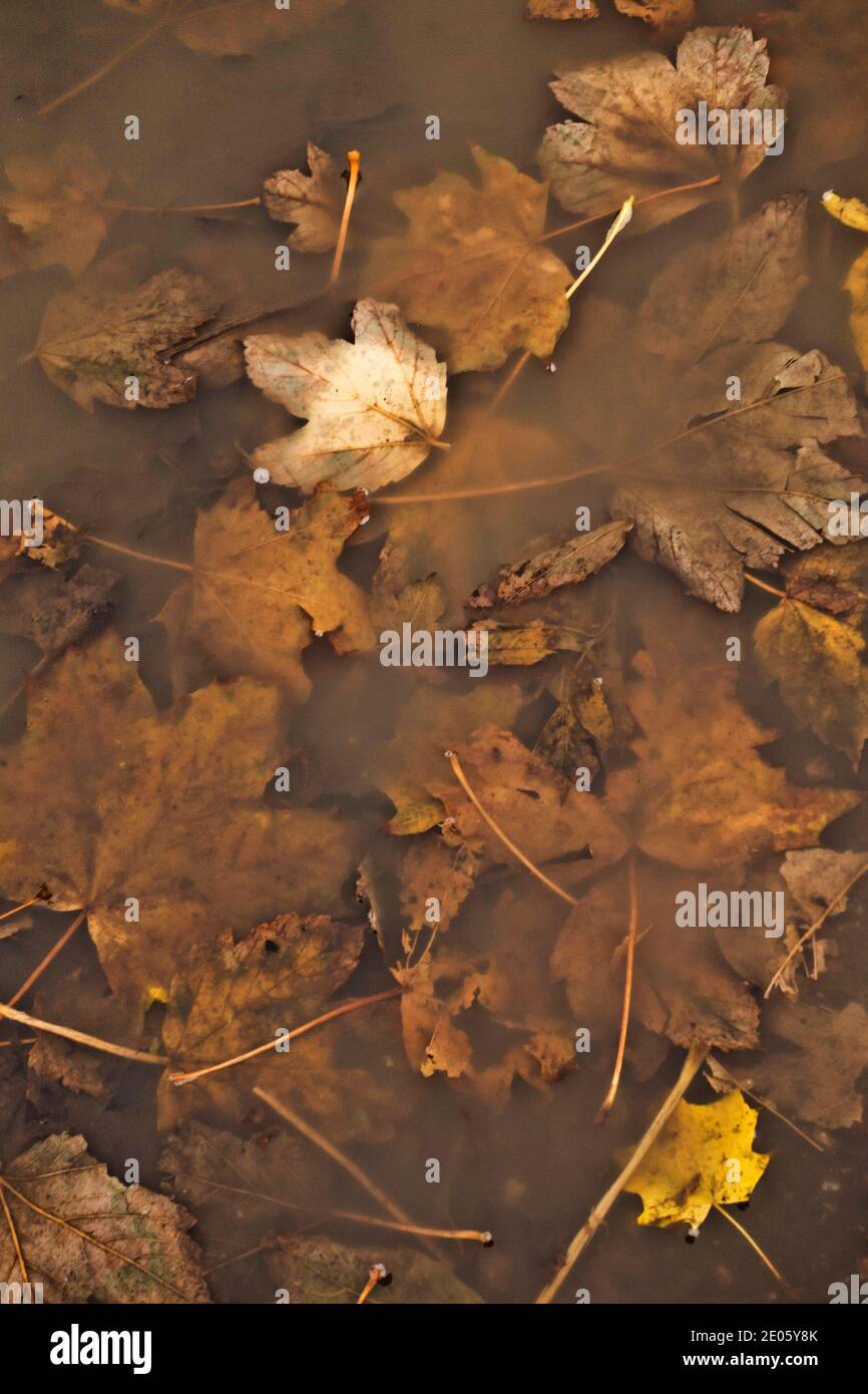 Leaves background hi-res stock photography and images - Alamy
