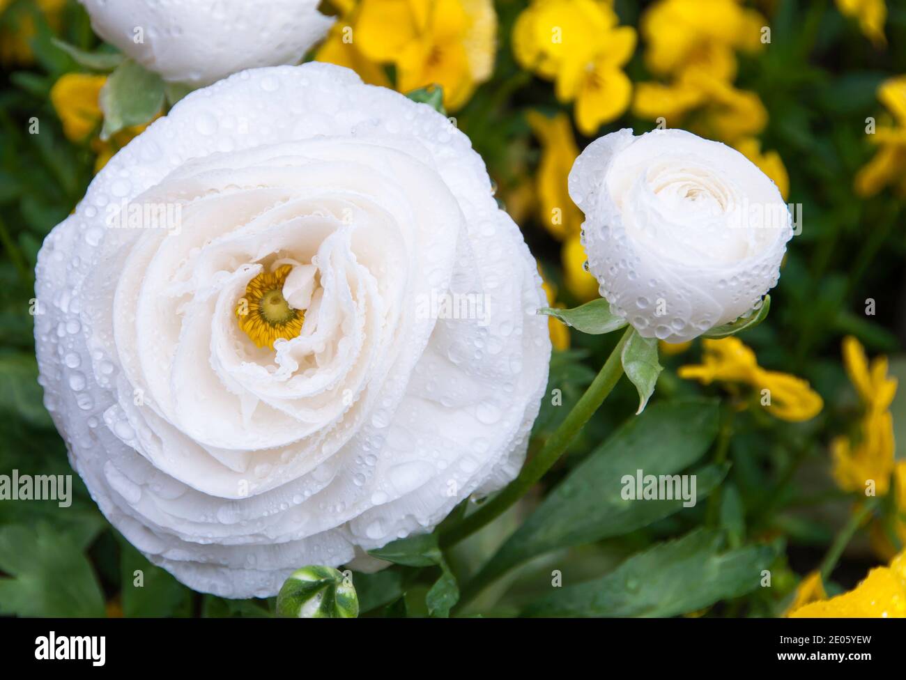 Whtie Ranunculus Ranunculus asiaticus white hi-res stock photography and images - Alamy