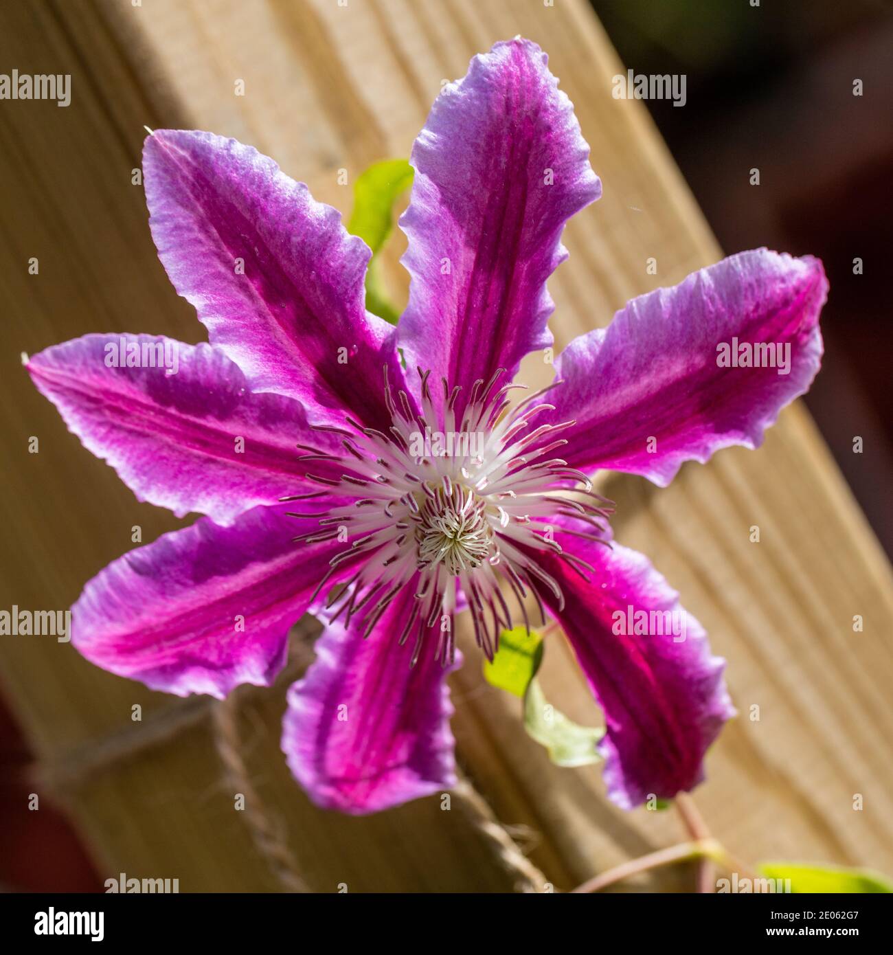 'Doctor Ruppel' Early Large-flowered group, Klematis (Clematis) Stock Photo