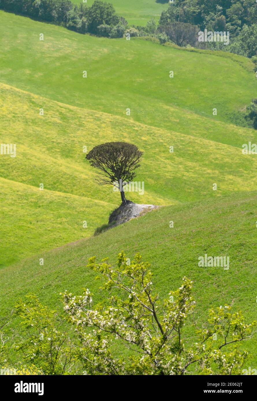 Lonesome pine hires stock photography and images Alamy