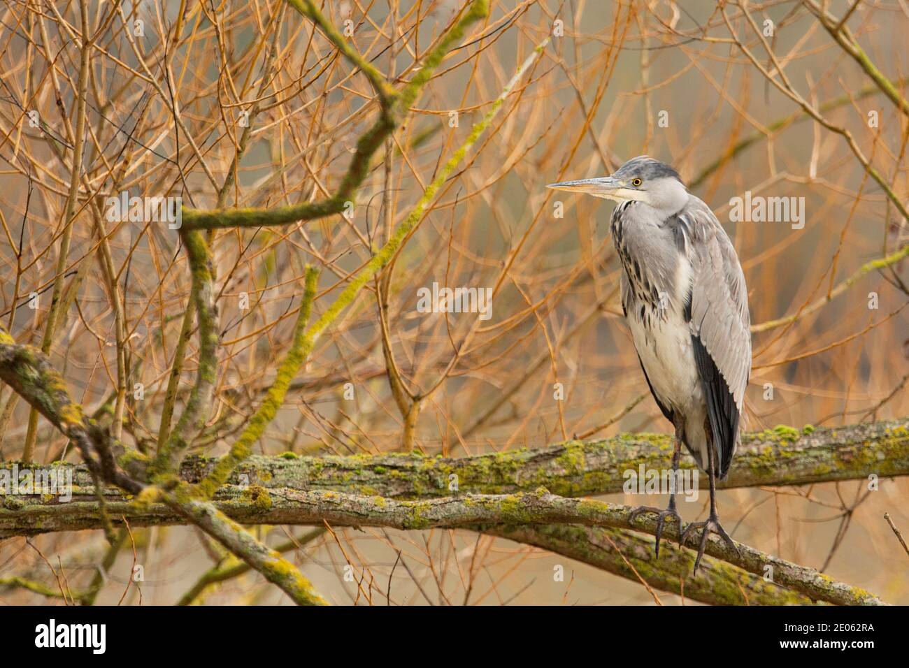 Heron, Ardea cinerea, wild bird, winter sun, UK Stock Photo