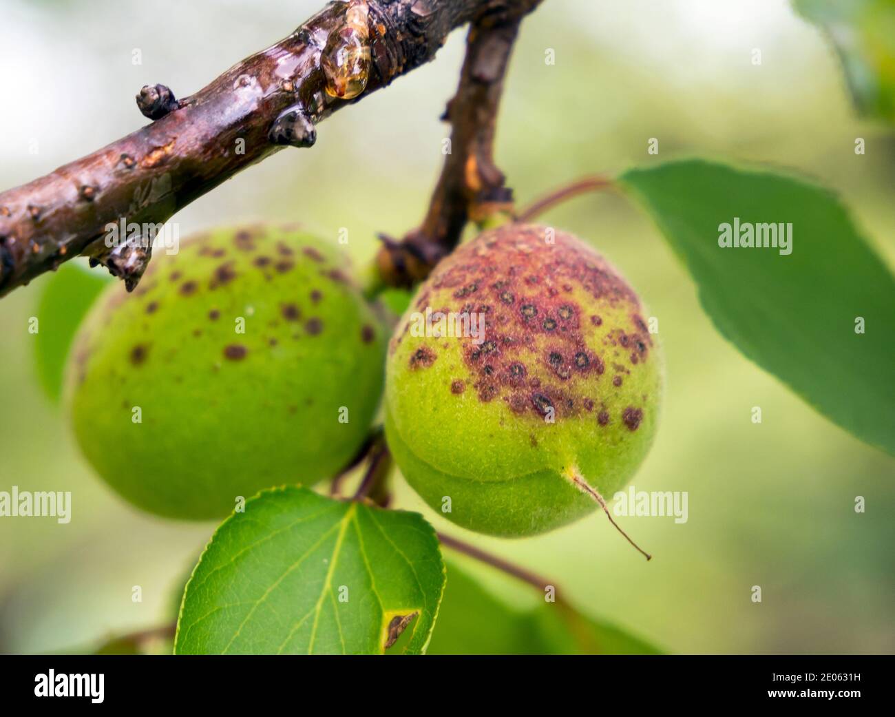 Green apricot fruits affected by perforated spot Stock Photo