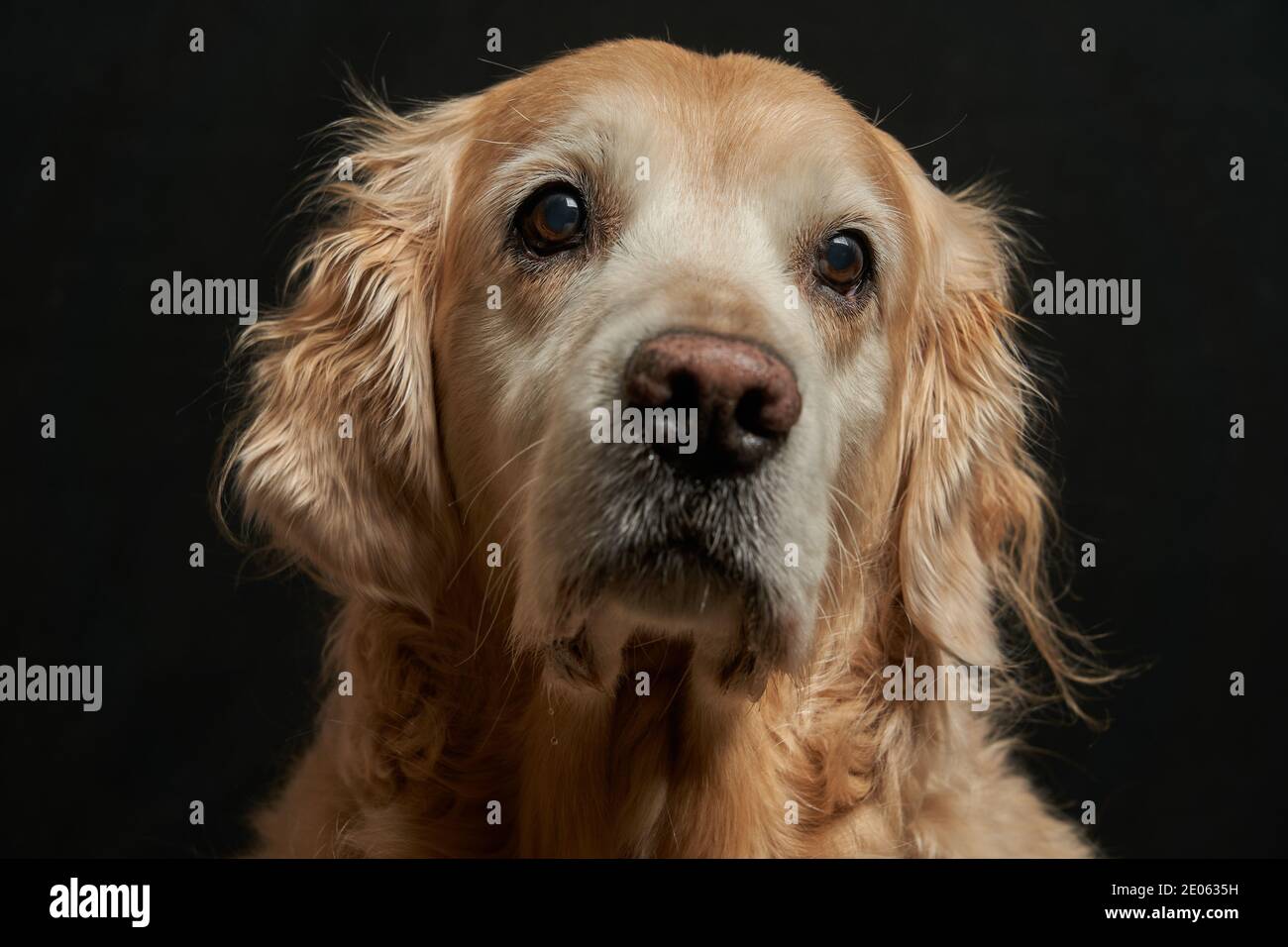 A ten year old golden retriever female sitting for a formal portrait in monochrome Stock Photo