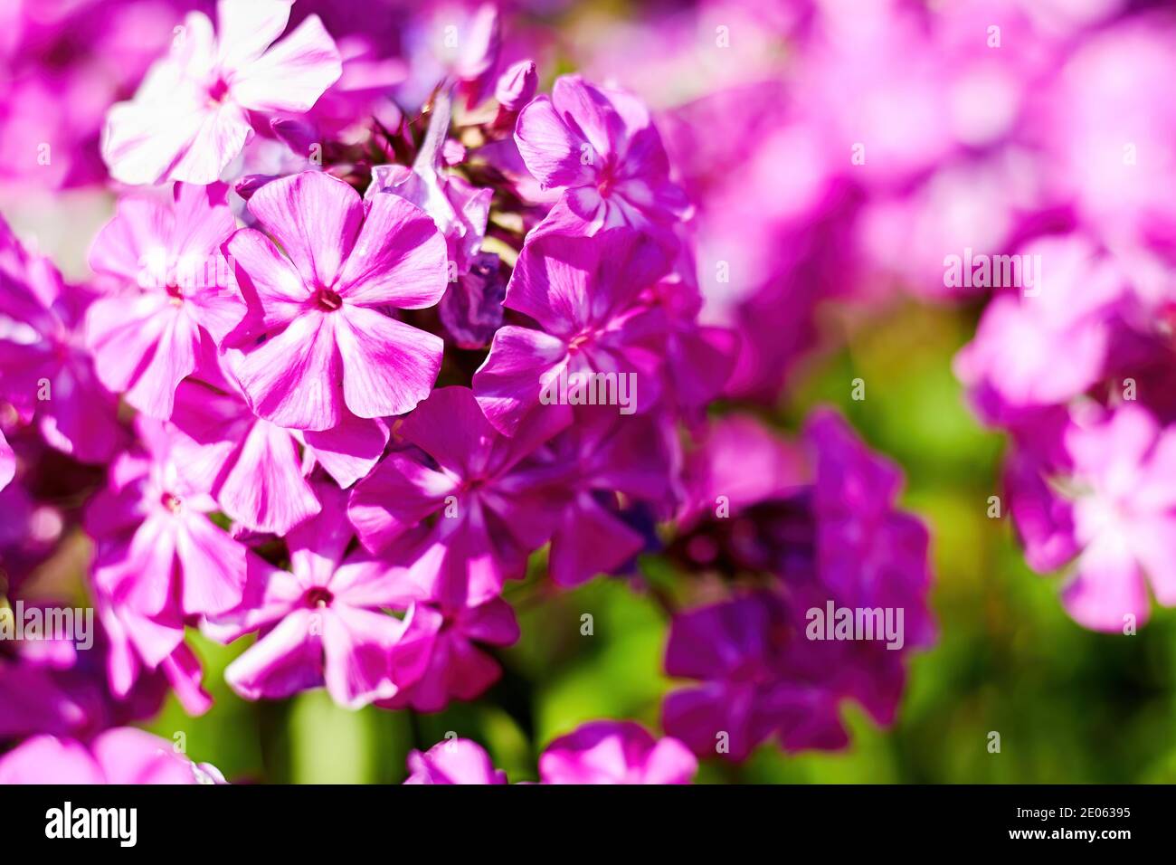 Vivid pink phlox flower bush with blurred background. Floral backdrops and textures Stock Photo