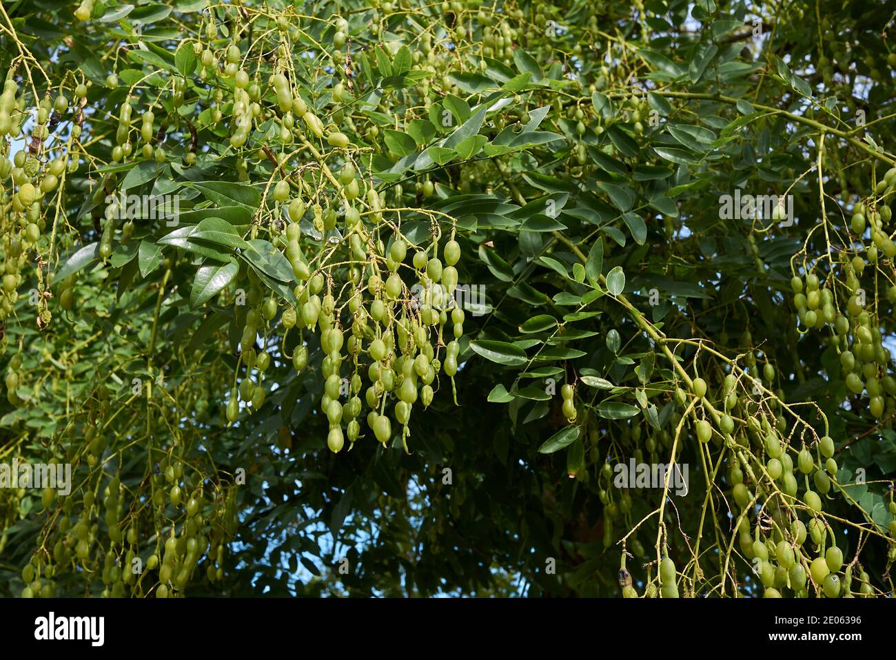 Styphnolobium japonicum branch with fresh fruit Stock Photo