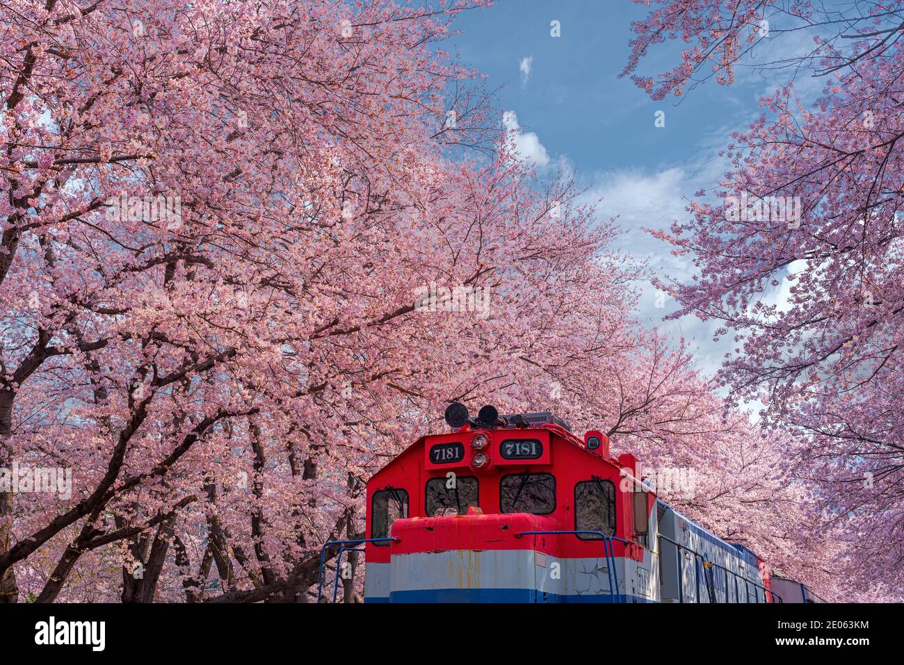 Spring Cherry blossom Jinhae Gunhangje festival 2019 at Gyeonghwa railway station of South Korea. Stock Photo