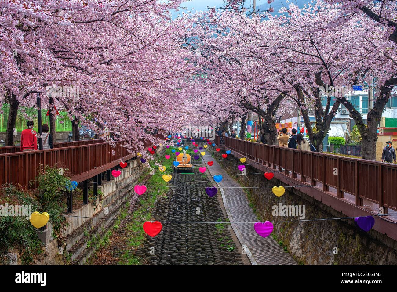 Busan, APR 3: Spring Cherry blossom Jinhae Gunhangje festival 2019 at Gyeonghwa railway station on APR 3, 2019 at Busan, South Korea. Stock Photo