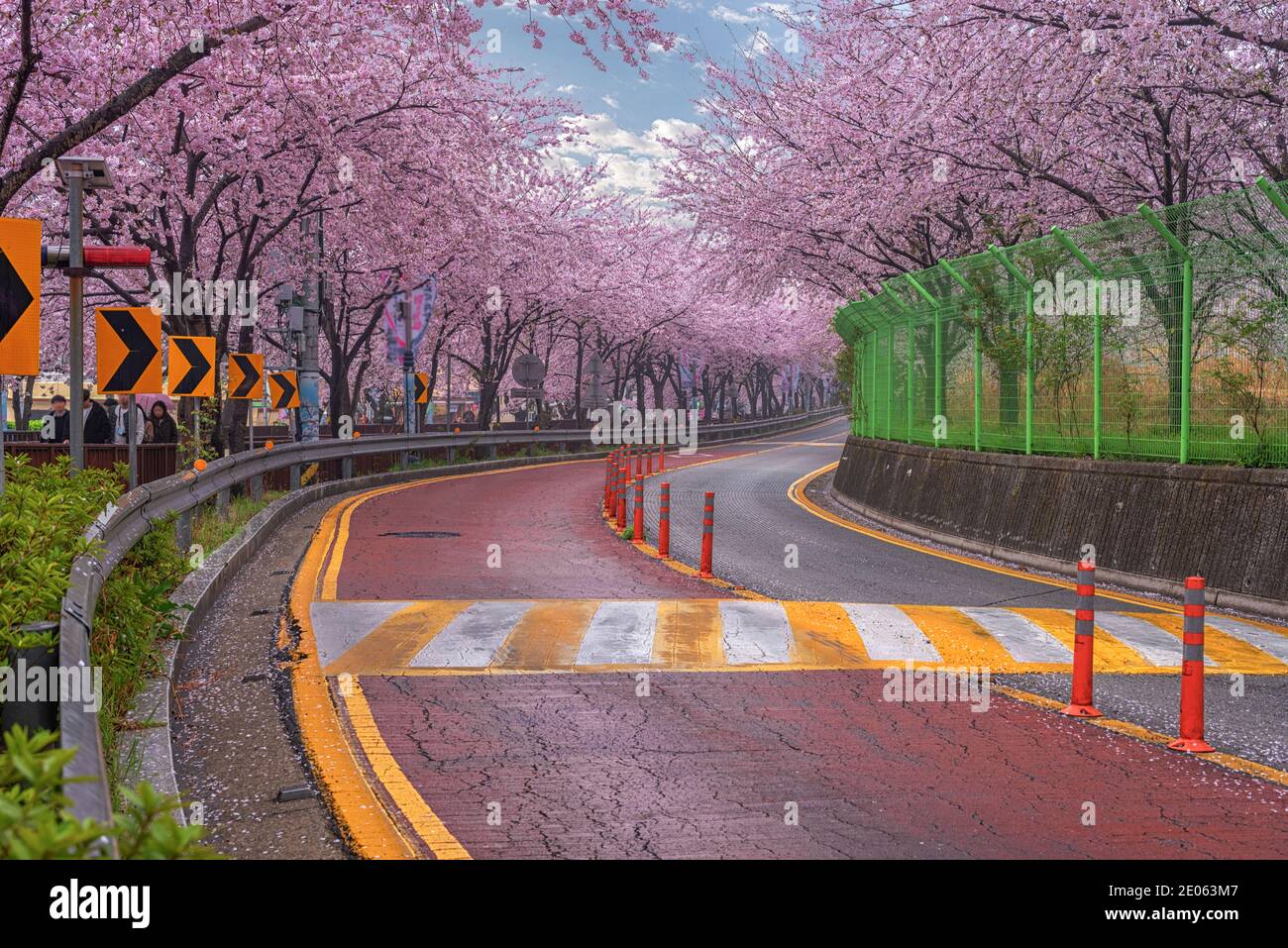 Busan, APR 3: Spring Cherry blossom Jinhae Gunhangje festival 2019 at Gyeonghwa railway station on APR 3, 2019 at Busan, South Korea. Stock Photo