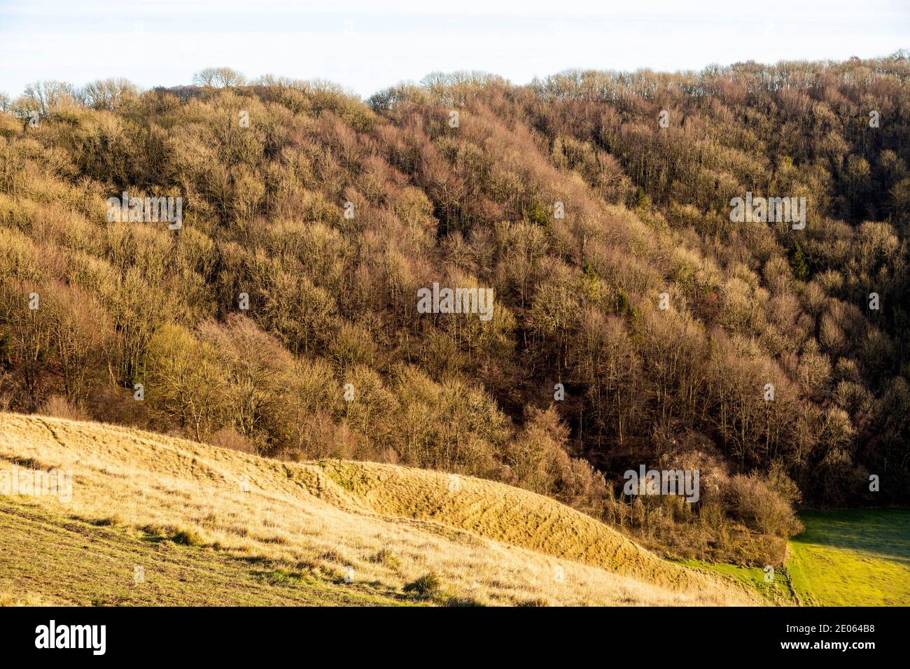 Broadleaf deciduous woodland in winter, Roundway Hill Covert, Roundway Down, Wiltshire, England, UK Stock Photo