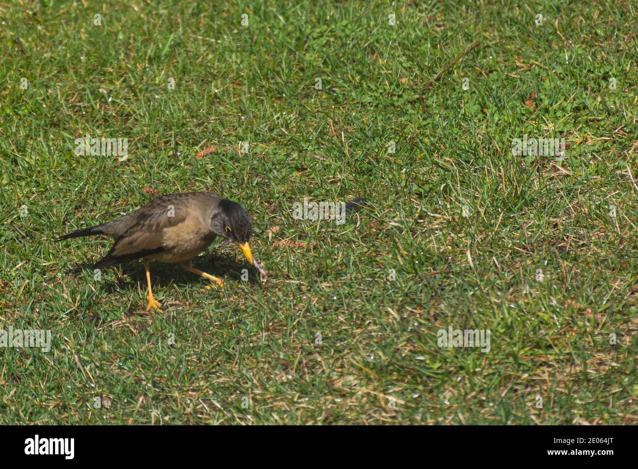 Clouse up view of Austral thrush (Turdus falcklandii) on a green grass in Patagonia, Argentina Stock Photo