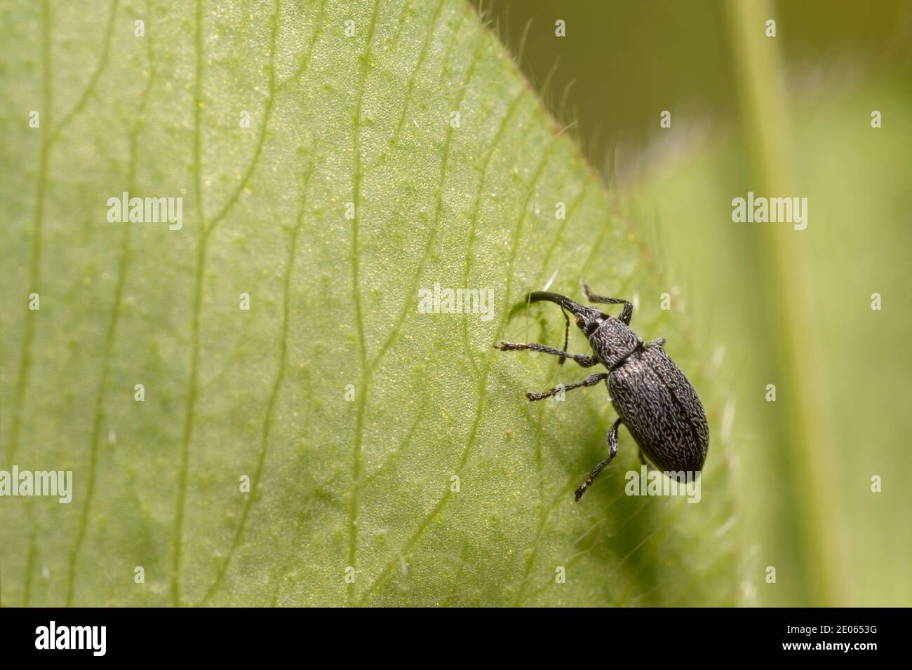 Weevil eating green leaf in a forest Stock Photo
