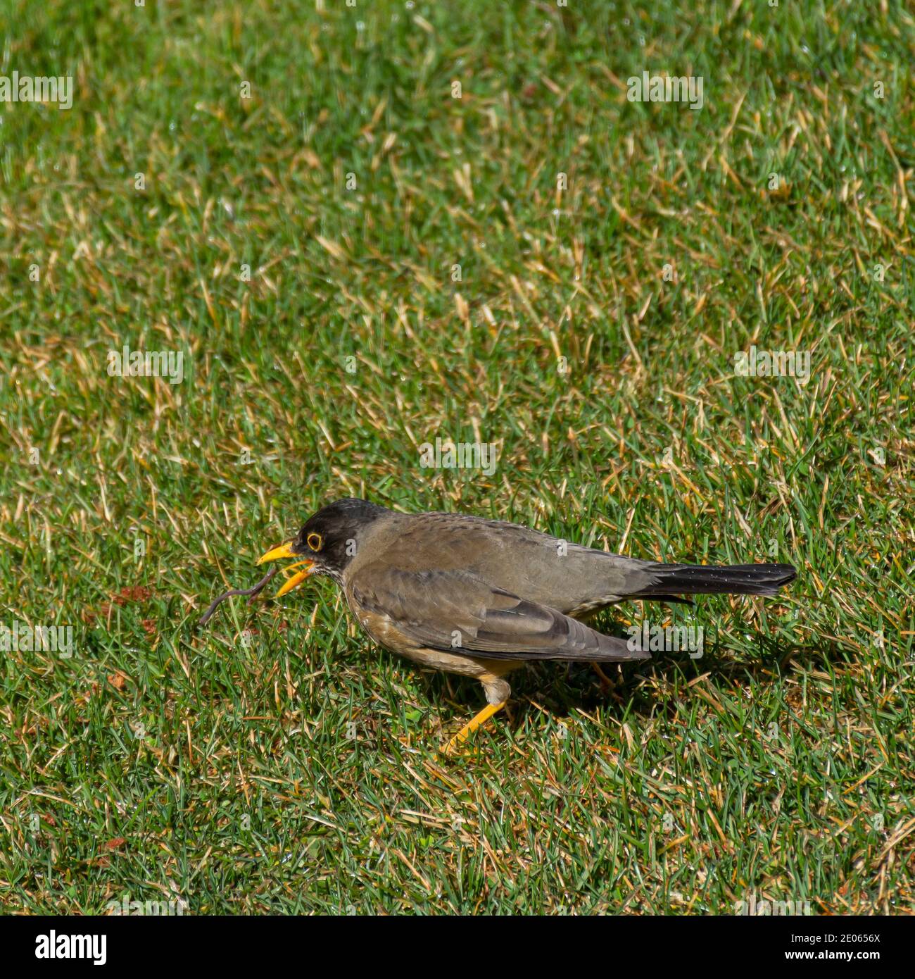 Clouse up view of Austral thrush (Turdus falcklandii) on a green grass in Patagonia, Argentina Stock Photo