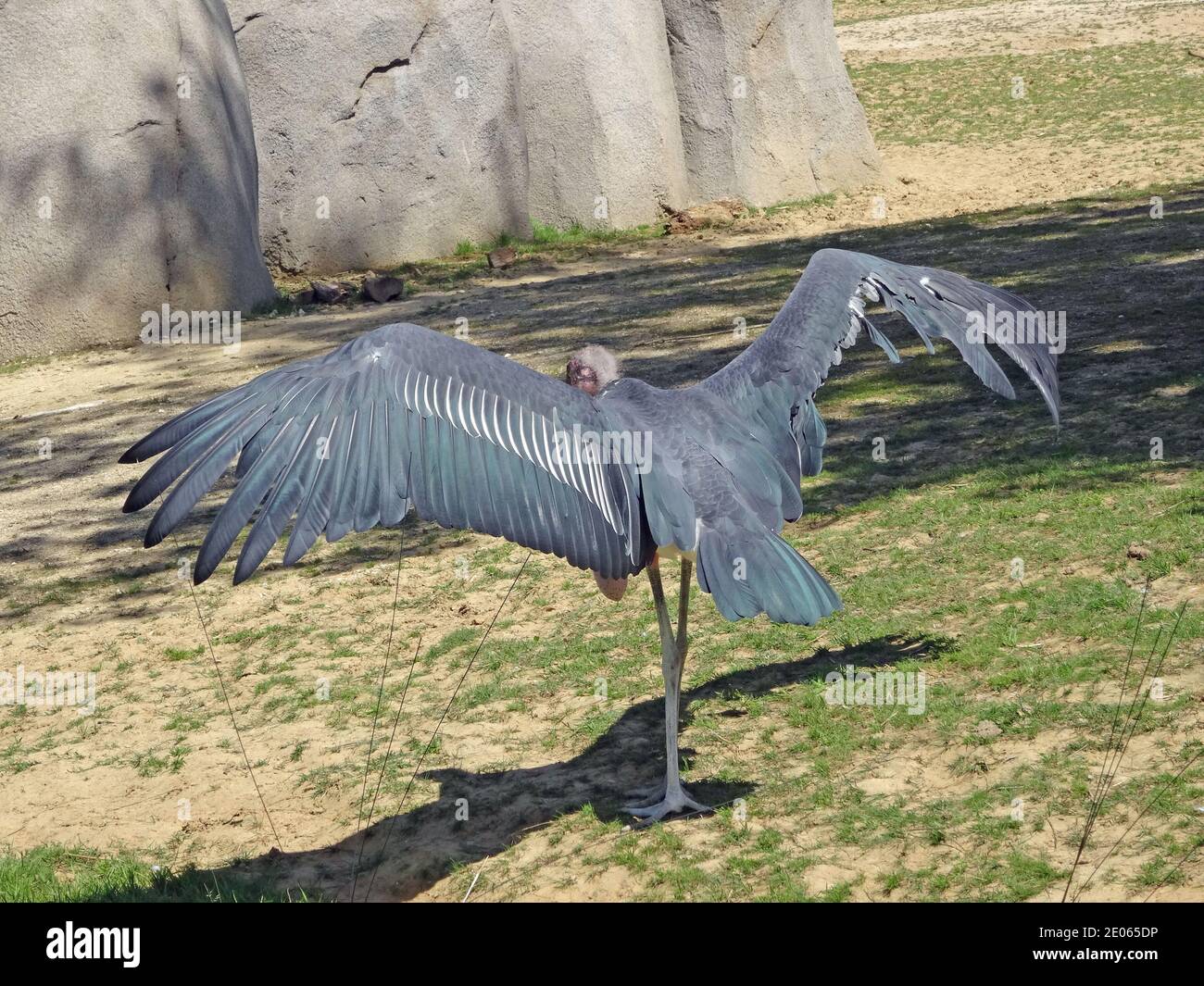 Paris, parc zoologique de Vincennes Stock Photo Alamy