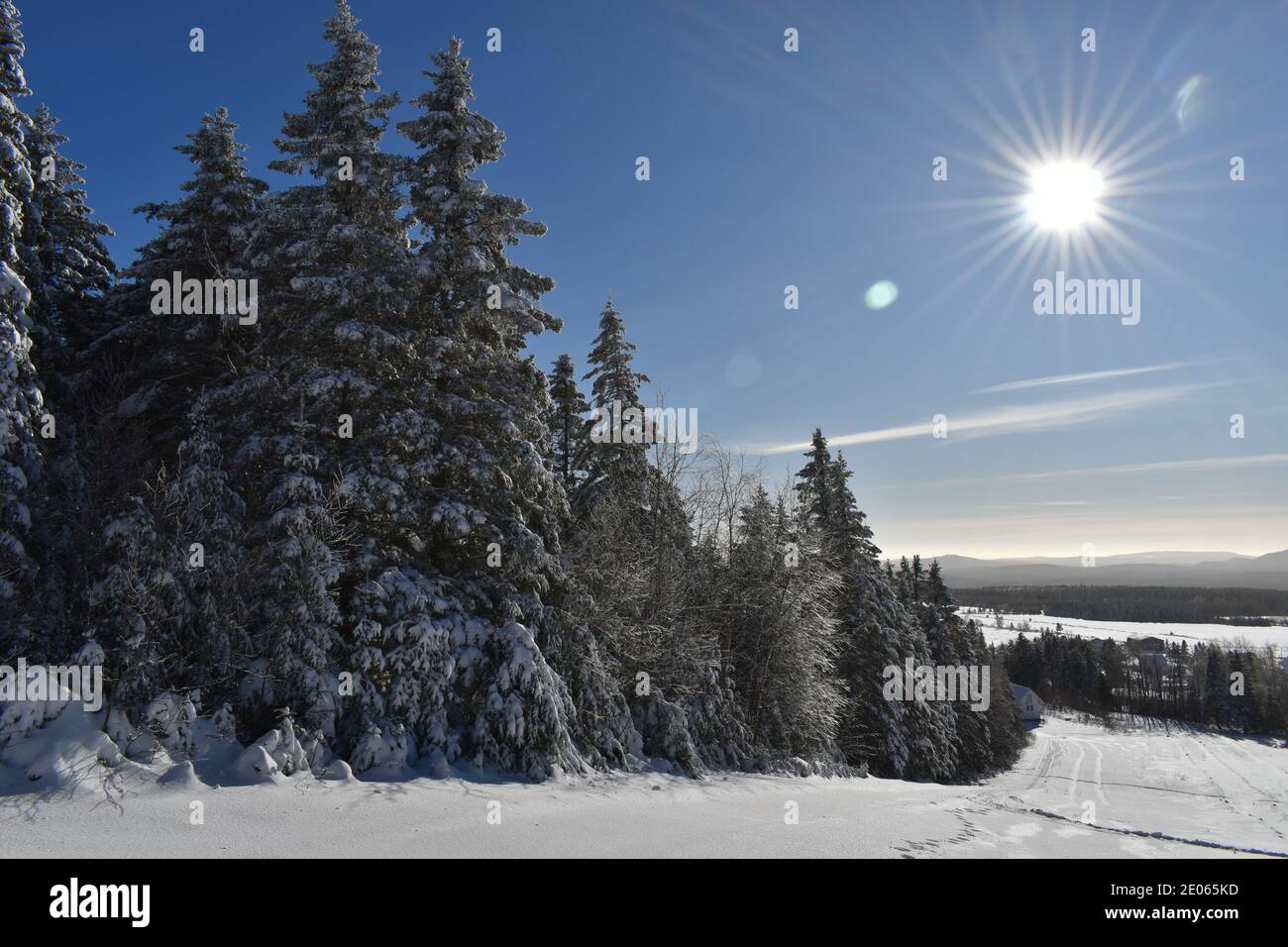 Des sous la neige, SainteApolline, Québec Stock Photo Alamy