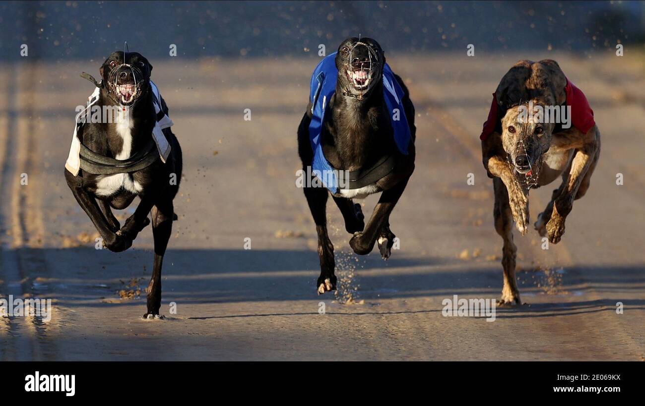 Greyhound 2020 High Resolution Stock Photography And Images Alamy