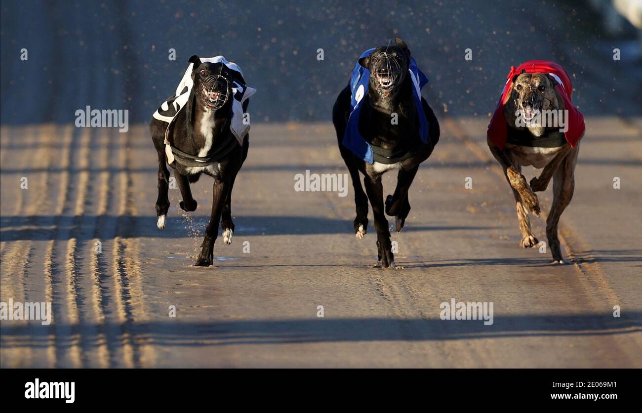 Greyhound 2020 High Resolution Stock Photography And Images Alamy