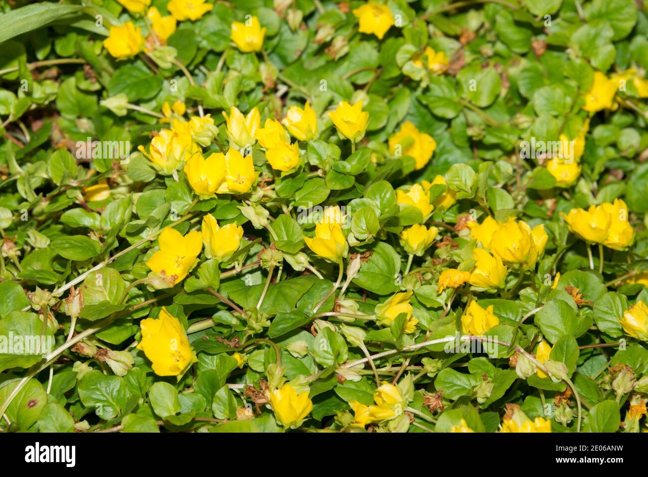Moneywort (Lysimachia nummularia) Stock Photo