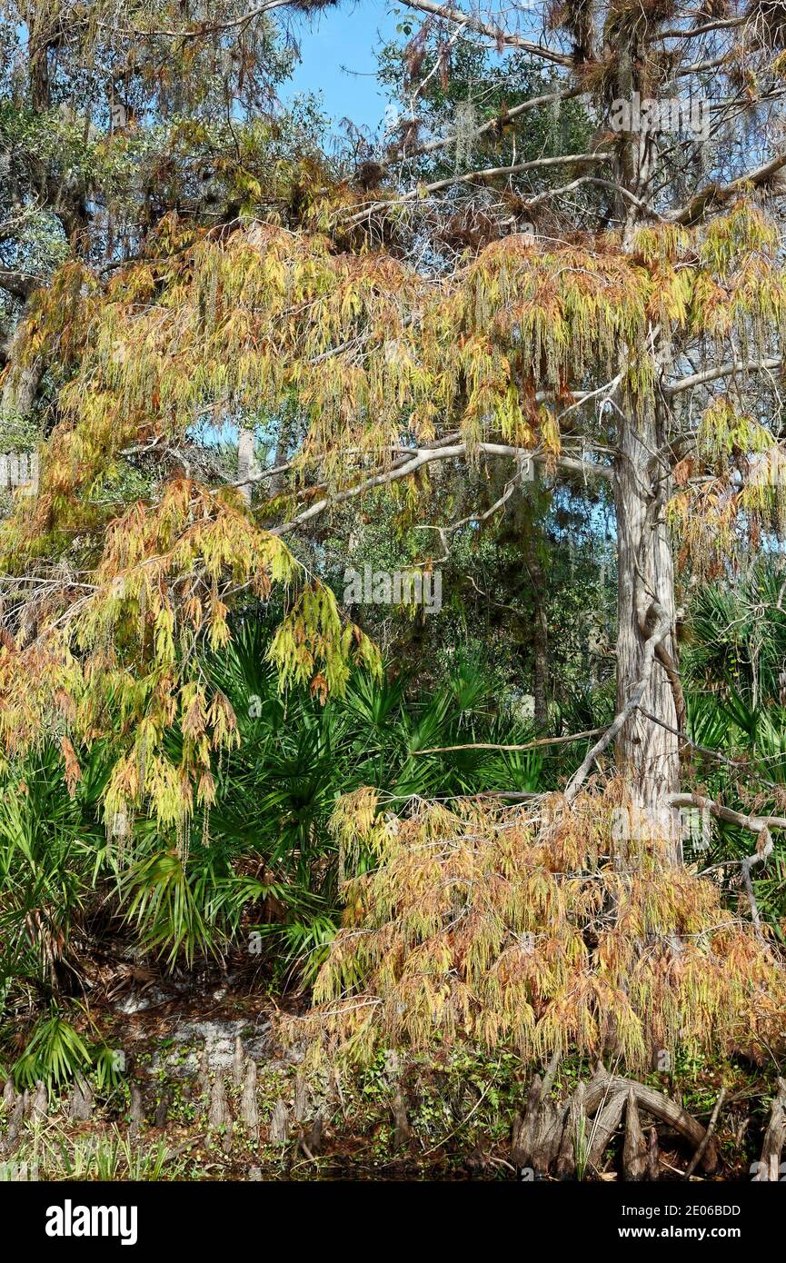 creek scene, nature, trees, water, vegetation, Shell Creek, Florida, Punta Gorda, FL, winter Stock Photo