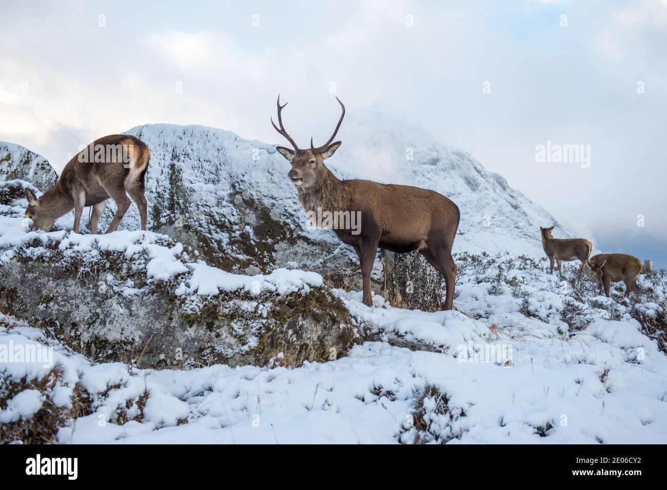Glencoe, Scotland, UK. 30th Dec, 2020. Pictured: Stag in Glencoe with the famous mountain Buachaille Etive Mòr as a backdrop. Since Scotland was put into phase 4 lockdown, people have been coming out to feed the deer which roam wild in the glen, tempting the herd of deer down from the higher ground. Credit: Colin Fisher/Alamy Live News Stock Photo