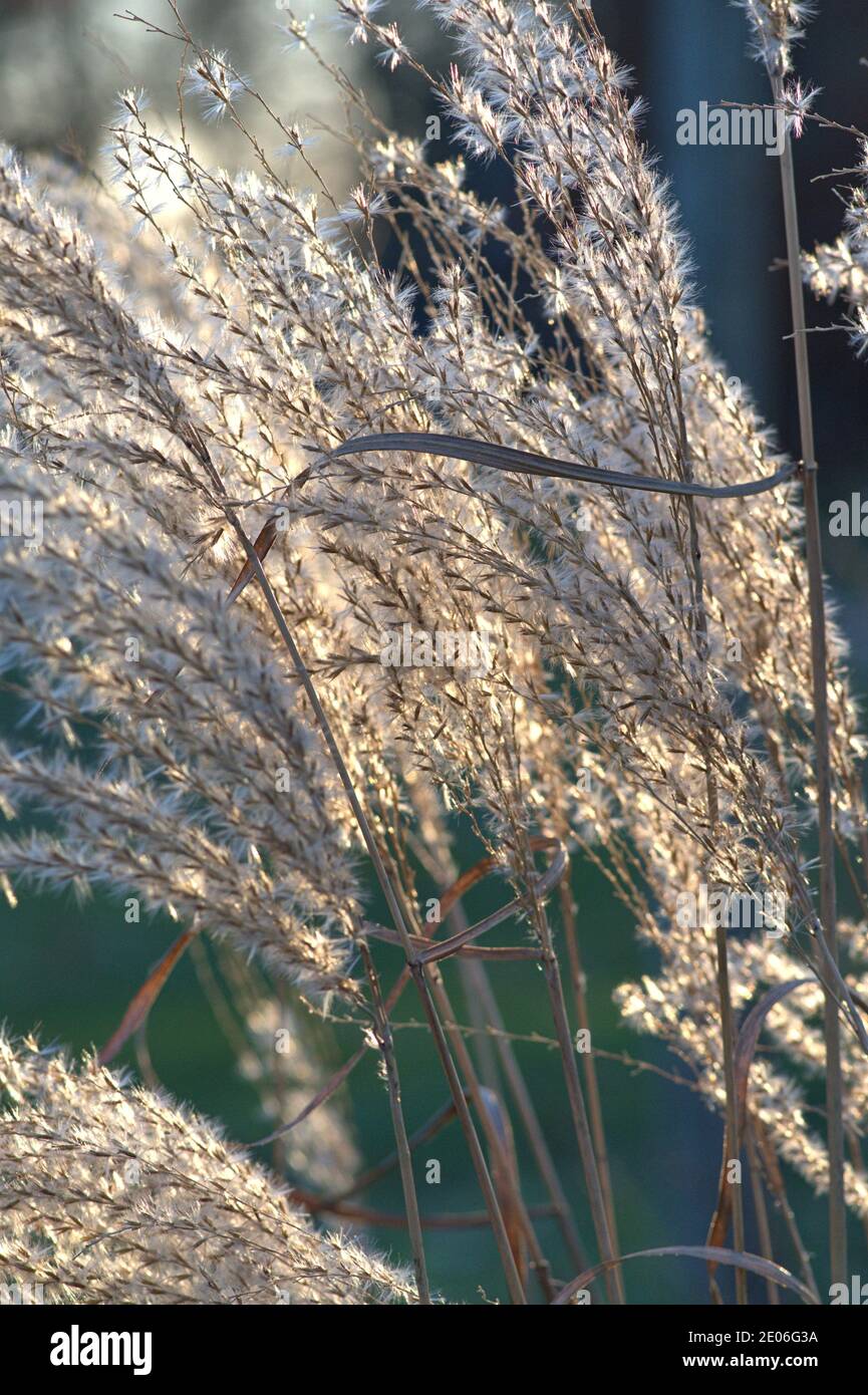 December 25th, 2020, Schleswig, Chinaschilf, (Miscanthus sinensis) on a sunny 1st Weihaftertstag at the Schlei. Commelinidae, order: Sweet grass (Poales), family: Sweet grass (Poaceae), subfamily: Panicoideae, genus: Miscanthus, species: Chinaschilf | usage worldwide Stock Photo