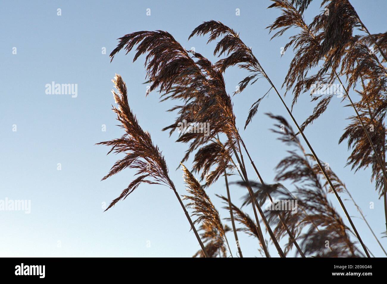 December 25th, 2020, Reeds (Phragwithes) with Ahrchen on a sunny 1st Weihaftertstag at the Schlei in Schleswig. Monocotyledons, Commelinidae, order: Sweet grass (Poales), family: Sweet grass (Poaceae), subfamily: Arundinoideae, genus: Reed | usage worldwide Stock Photo