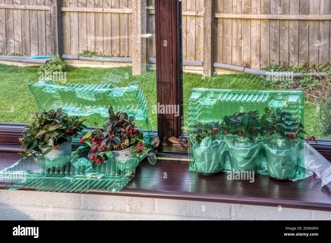 Gaultheria procumbens plants delivered by post and waiting to be planted out in the garden. Stock Photo