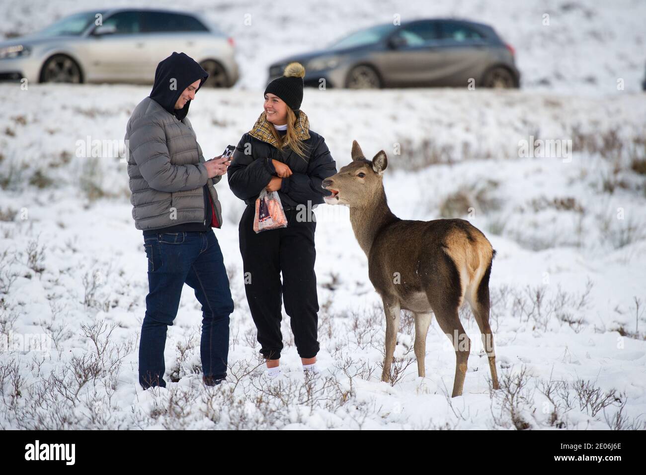 Glencoe, Scotland, UK. 30th Dec, 2020. Pictured: People flock to Glencoe armed with bags of carrots as they entice the herd of wild deer ever closer for that all important selfie. Since Scotland was put into phase 4 lockdown, people have been coming out to feed the deer which roam wild in the glen, and the police have been out to clear the crowds, and the whole process then starts all over again. Credit: Colin Fisher/Alamy Live News Stock Photo