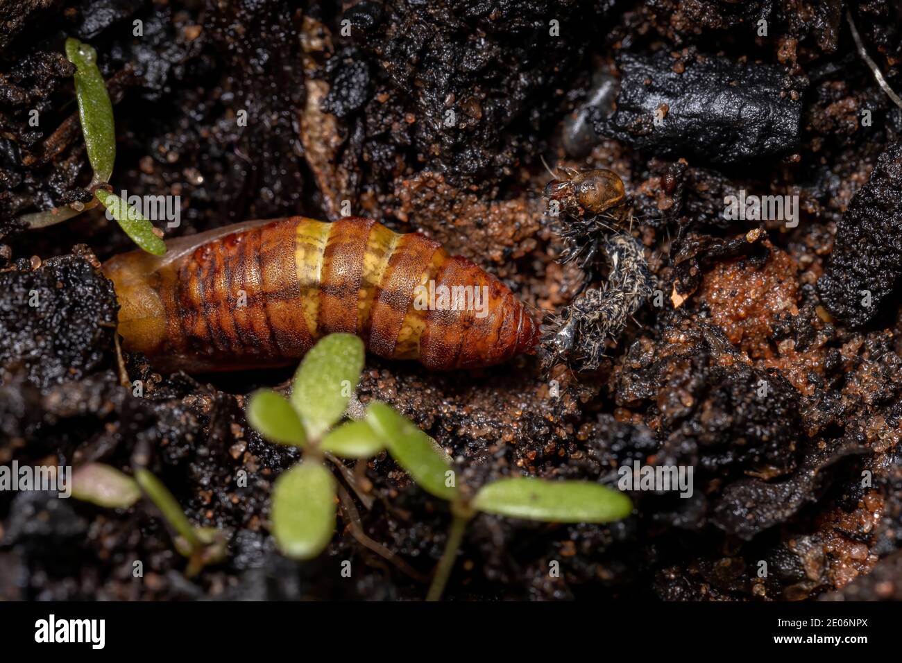 Caterpillar turning into a cocoon in the soil Stock Photo