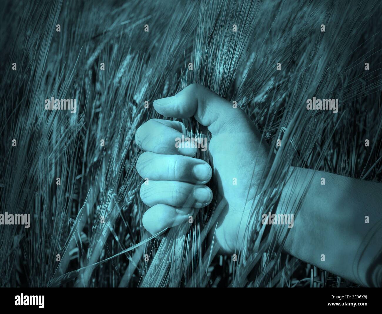 Close up of farmer's hands holding organic einkorn barley seed on the field at the sunset.  Abstract filter. Stock Photo