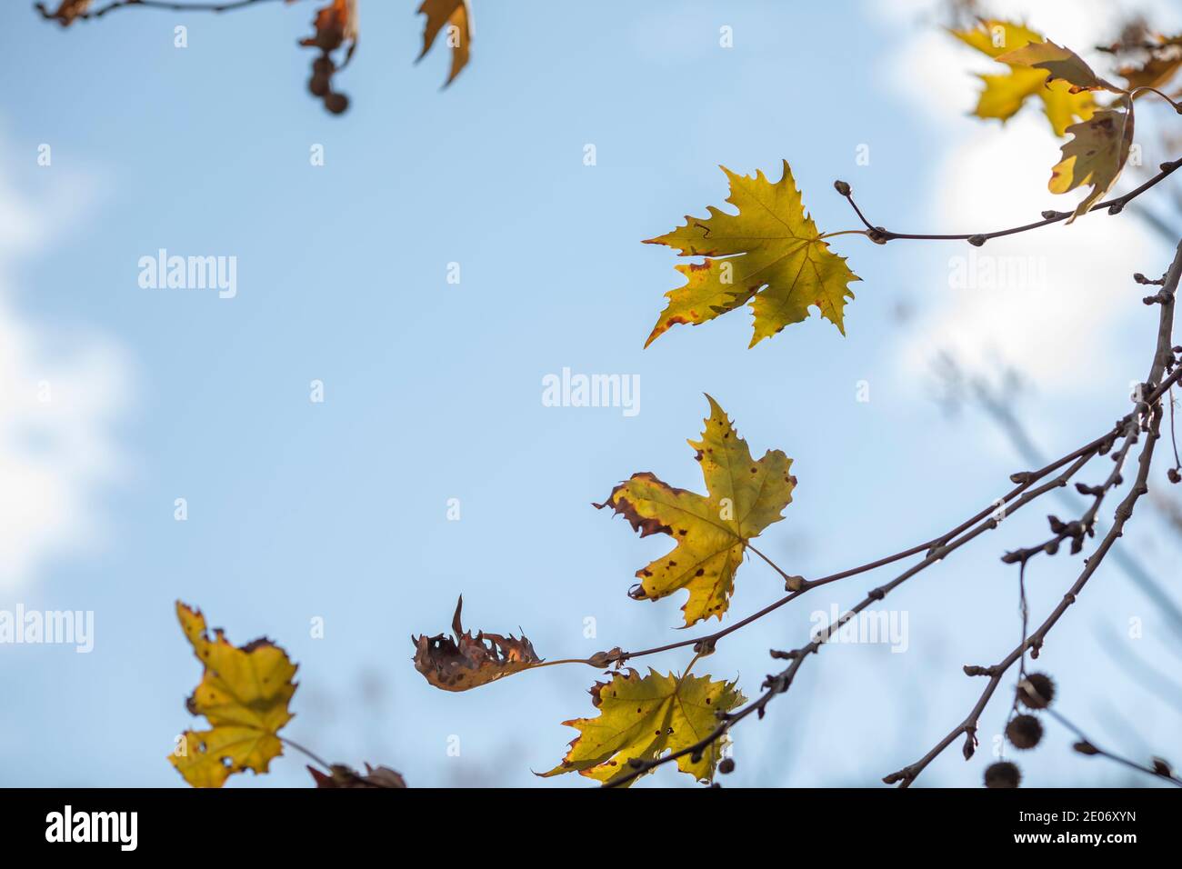 Spring leaves background with sunlight and blue sky Stock Photo - Alamy