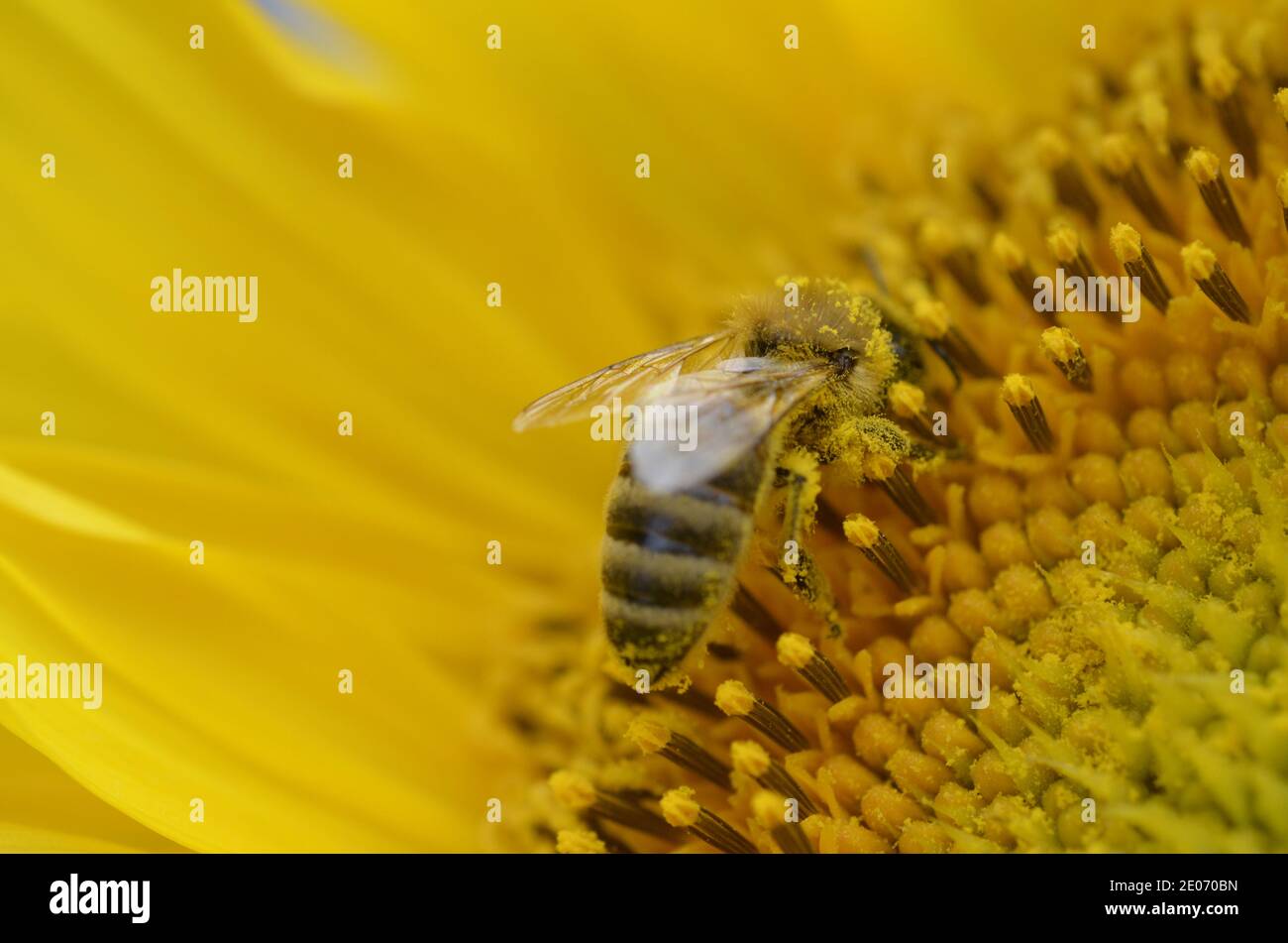 Yellow honey bee collecting pollen in a sunflower Stock Photo - Alamy